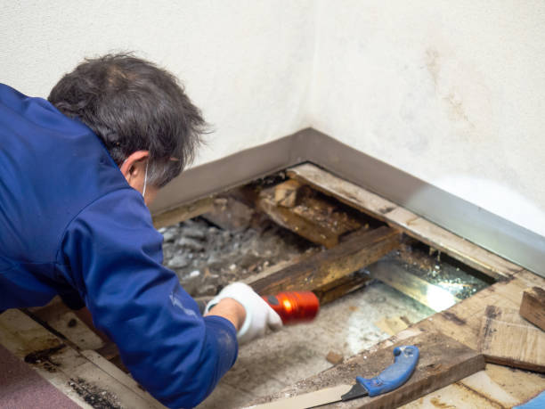 Mold Removal Process in Claypool, AZ