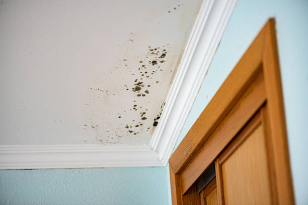 Best Mold Testing  in Claypool, AZ