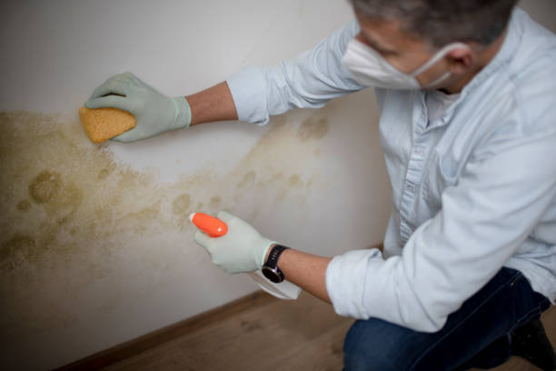 Best Office Mold Removal Services  in Claypool, AZ