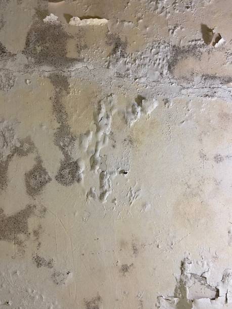 Best Attic Mold Removal  in Claypool, AZ