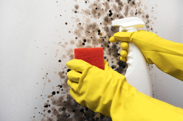 Best Home Mold Removal  in Claypool, AZ