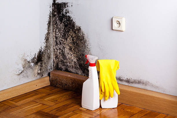 Best Professional Mold Removal  in Claypool, AZ