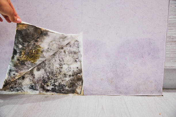 Best Mold Remediation  in Claypool, AZ